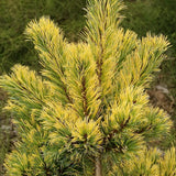 Pin Japonez auriu (Pinus Parvifolia) Goldilocks - VERDENA-30-40 cm inaltime, livrat in ghiveci de 5 l