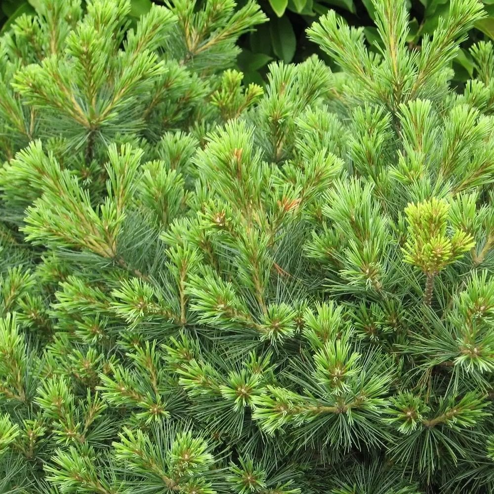 Pin Japonez (Pinus Parvifolia) Bergman - VERDENA-40-50 cm inaltime, livrat in ghiveci de 7.5 l