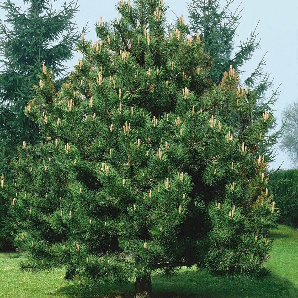 Pin negru (Pinus nigra nigra) - VERDENA-80-100 cm inaltime, livrat in ghiveci de 7.5 l