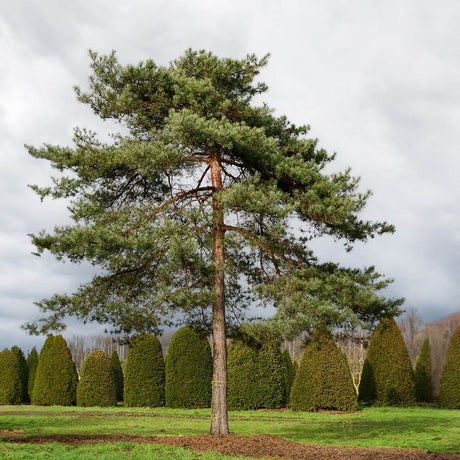 Pin Scotian de Padure (Pinus Sylvestris) - VERDENA-60-80 cm inaltime, livrat in ghiveci de 5 l