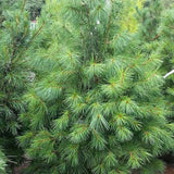 Pin Strob (Pinus Strobus), cu Ace Moi - VERDENA-30-40 cm inaltime, livrat in ghiveci de 3 l