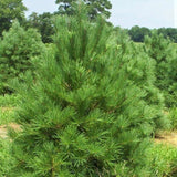 Pin Strob (Pinus Strobus), cu Ace Moi - VERDENA-30-40 cm inaltime, livrat in ghiveci de 3 l