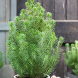 Pinus Silver Crest - VERDENA-25/+ cm la livrare, in ghiveci de 3 L