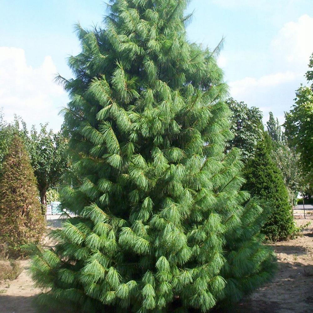 Pinus Walichiana, 140-160 cm inaltime, in ghiveci de 35 L
