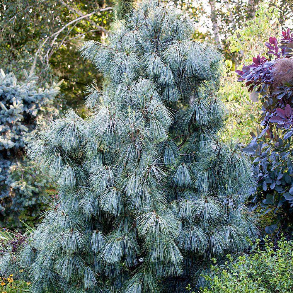 Pinus Walichiana, 140-160 cm inaltime, in ghiveci de 35 L