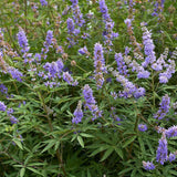 Piperul-Calugarului (Vitex Agnus Castus), cu flori mov