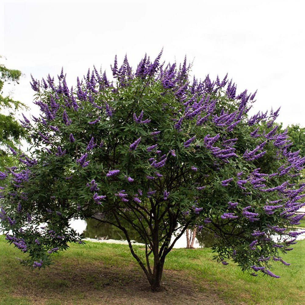 Piperul-Calugarului (Vitex Agnus Castus), cu flori mov