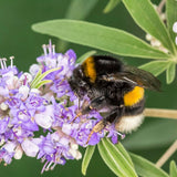 Piperul-Calugarului (Vitex Agnus Castus), cu flori mov