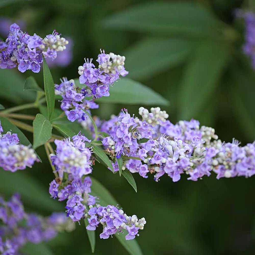 Piperul-Calugarului (Vitex Agnus Castus), cu flori mov