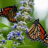 Piperul-Calugarului (Vitex Agnus Castus), cu flori mov