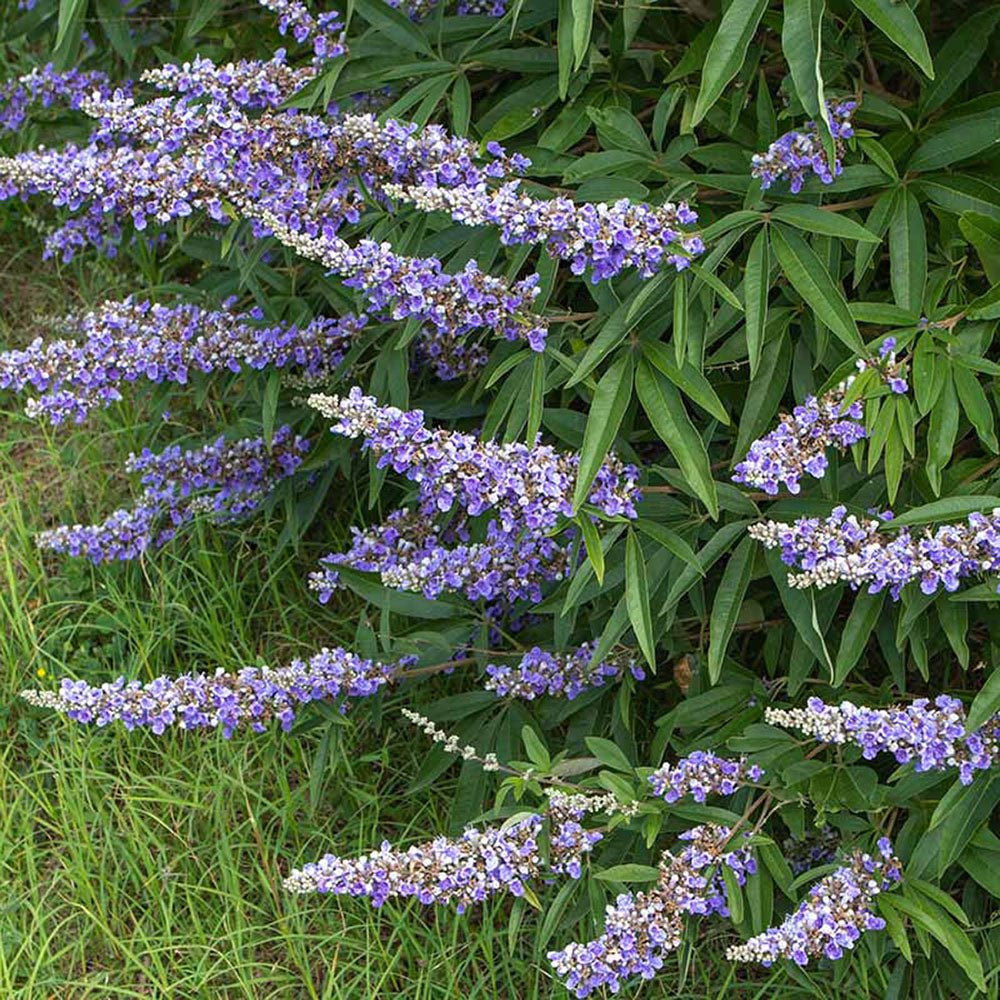 Piperul-Calugarului (Vitex Agnus Castus), cu flori mov