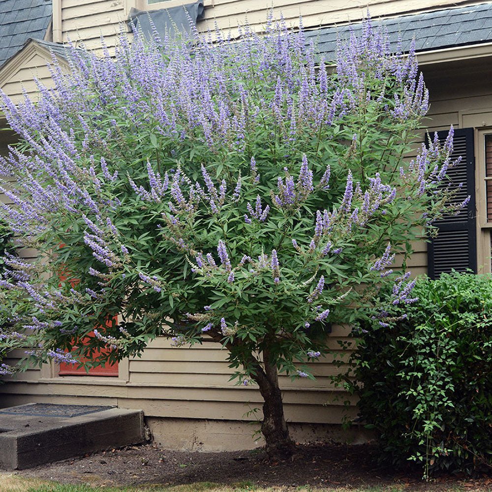 Piperul-Calugarului (Vitex Agnus Castus), cu flori mov