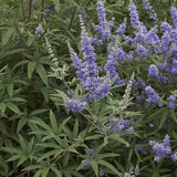 Piperul-Calugarului (Vitex Agnus Castus), cu flori mov