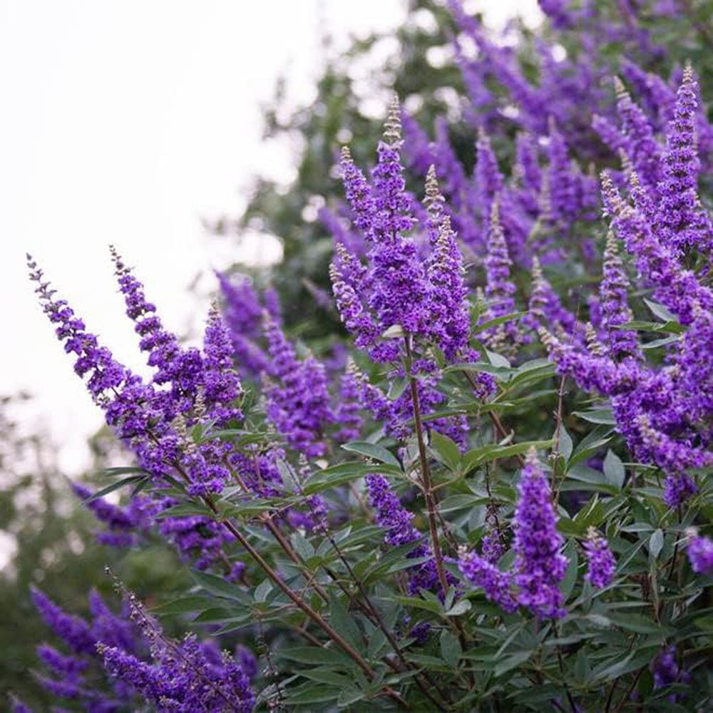 Piperul-Calugarului (Vitex Agnus Castus), cu flori mov