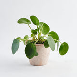 Planta Banilor (Pilea Peperomioides) - 30 cm