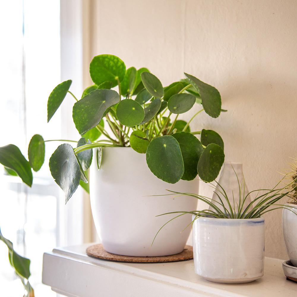 Planta Banilor (Pilea Peperomioides) - 30 cm