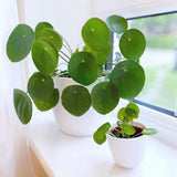 Planta Banilor (Pilea Peperomioides) - 30 cm