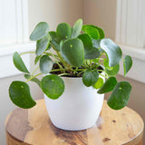 Planta Banilor (Pilea Peperomioides) - 30 cm