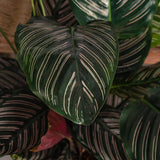 Planta Care Se Roaga (Calathea Ornata) - 40-45 cm - VERDENA-40-45 cm inaltime livrat in ghiveci de 1.5 L