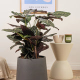 Planta Care Se Roaga (Calathea Ornata) - 50-60 cm - VERDENA-50-60 cm inaltime livrat in ghiveci de 3 L