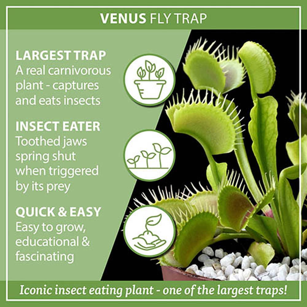 Planta carnivora Capcana lui Venus (Dionaea muscipula) - 20 cm - VERDENA-20 cm inaltime, livrat in ghiveci de 1.2 l