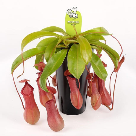 Planta Carnivora (Nepenthes) Alata Monkey Jars- 40 cm - VERDENA-40 cm inaltime, livrat in ghiveci de 1.5 l