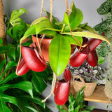 Planta Carnivora (Nepenthes) Bloody Mary - 10 cm - VERDENA-10 cm la livare in ghiveci cu Ø 8.5 cm