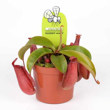 Planta Carnivora (Nepenthes) Bloody Mary - 10 cm - VERDENA-10 cm la livare in ghiveci cu Ø 8.5 cm