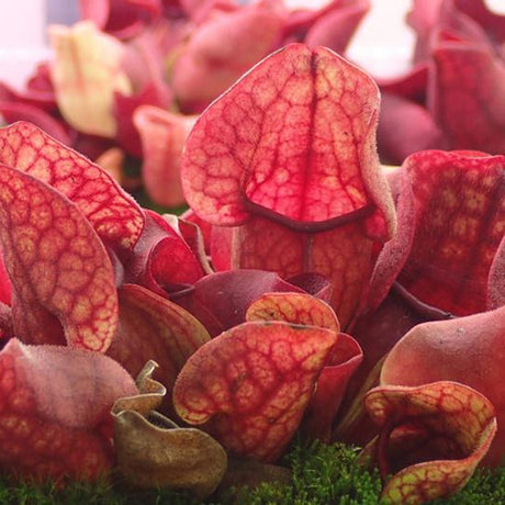 Planta Carnivora, Planta Ulcior (Sarracenia Purpurea venosa rosu) - 30 cm