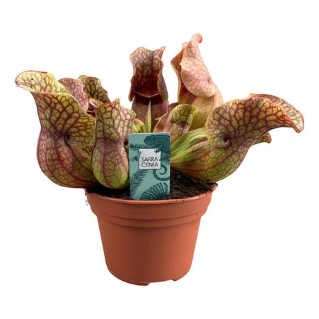 Planta Carnivora, Planta Ulcior (Sarracenia Purpurea venosa rosu) - 30 cm