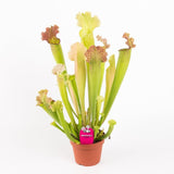 Planta Carnivora (Sarracenia) Velvet- 25 cm - VERDENA-25 cm la livare in ghiveci cu Ø 8.5 cm