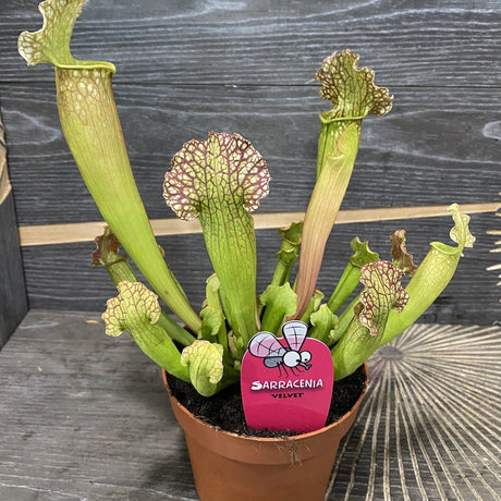 Planta Carnivora (Sarracenia) Velvet- 25 cm