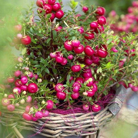 Planta cu Fructe Decorative Rosii (Gaultheria mucronata Red) - VERDENA-25 cm inaltime, livrat in ghiveci de 3 l
