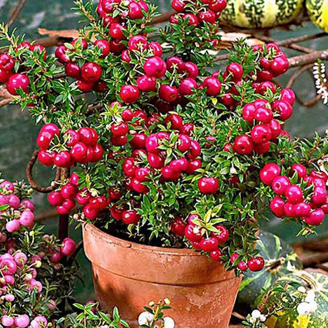 Planta cu Fructe Decorative Rosii (Gaultheria mucronata Red)