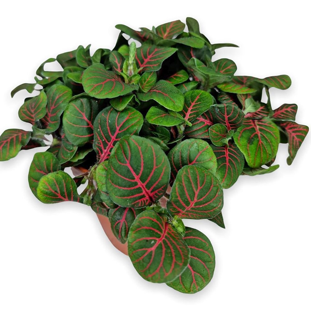 Planta cu Piele de Sarpe Fittonia Bubble Red, frunze verzi cu vene rosii - VERDENA-20 cm inaltime, livrat in ghiveci de 1.2 l