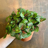 Planta cu Piele de Sarpe Fittonia Bubble Red, frunze verzi cu vene rosii - VERDENA-20 cm inaltime, livrat in ghiveci de 1.2 l