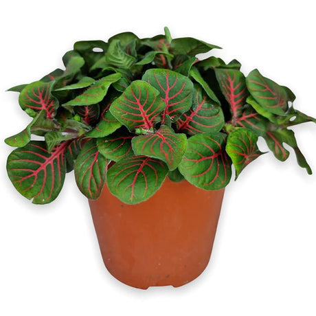 Planta cu Piele de Sarpe Fittonia Bubble Red, frunze verzi cu vene rosii - VERDENA-20 cm inaltime, livrat in ghiveci de 1.2 l