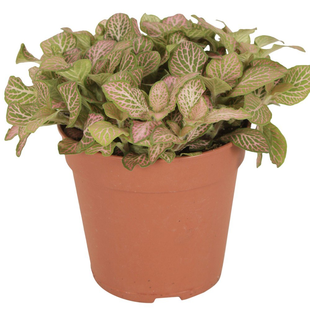 Planta cu Piele de Sarpe Fittonia Mistral, frunze verzi cu nervuri roz - VERDENA-20 cm inaltime, livrat in ghiveci de 1.2 l