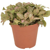 Planta cu Piele de Sarpe Fittonia Mistral, frunze verzi cu nervuri roz - VERDENA-20 cm inaltime, livrat in ghiveci de 1.2 l