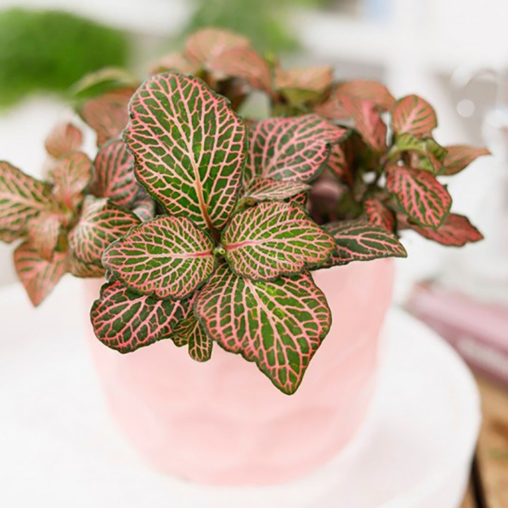 Planta cu Piele de Sarpe Fittonia Mistral, frunze verzi cu nervuri roz - VERDENA-20 cm inaltime, livrat in ghiveci de 1.2 l