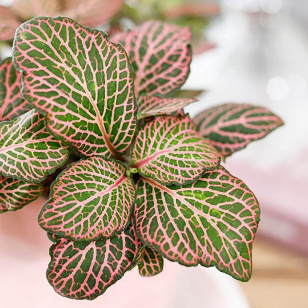 Planta cu Piele de Sarpe Fittonia Mistral, frunze verzi cu nervuri roz - VERDENA-20 cm inaltime, livrat in ghiveci de 1.2 l