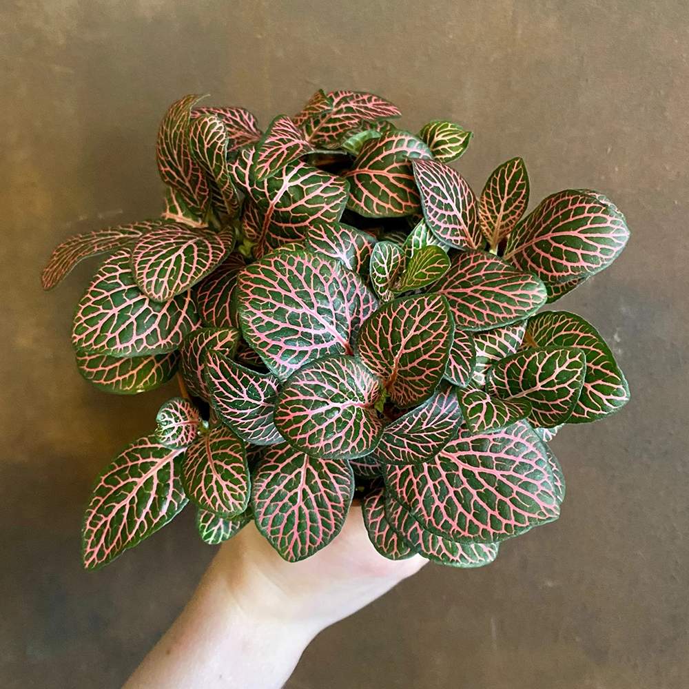 Planta cu Piele de Sarpe Fittonia Mistral, frunze verzi cu nervuri roz - VERDENA-20 cm inaltime, livrat in ghiveci de 1.2 l