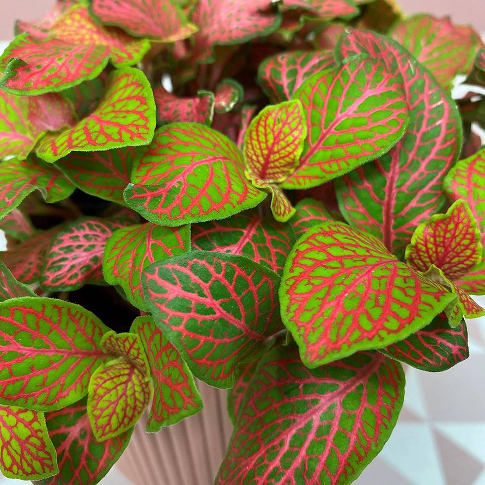 Rosii Ruby Planta cu Piele de Sarpe Fittonia Ruby Lime | Verdena – VERDENA