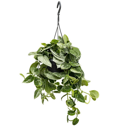 Planta curgatoare Epipremnum Silvery Ann - 20 cm - VERDENA-20 cm inaltime in ghiveci de 1.2 l