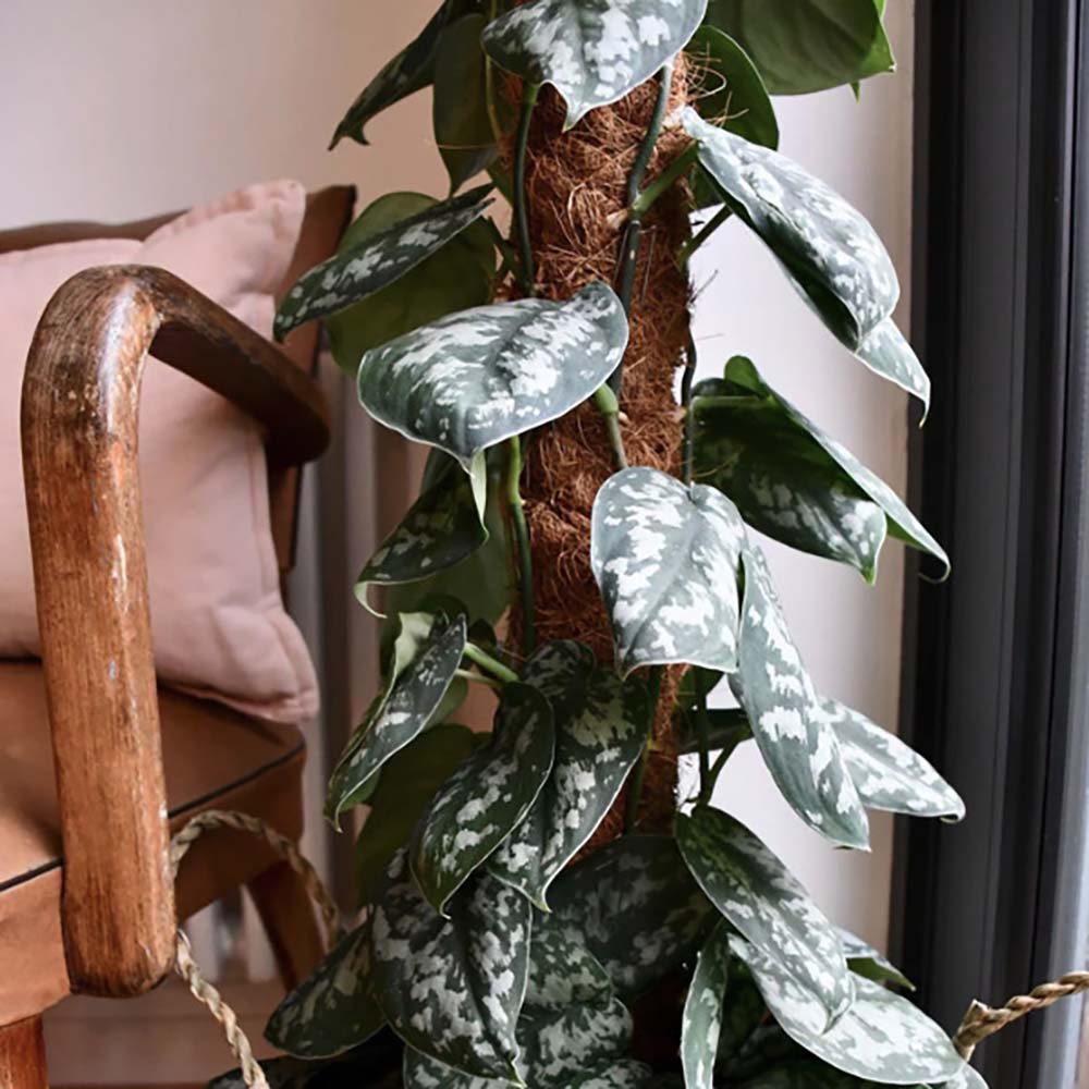 Planta curgatoare Epipremnum Silvery Ann - 20 cm - VERDENA-20 cm inaltime livrat in ghiveci cu Ø de 11 cm
