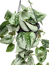 Planta curgatoare Epipremnum Silvery Ann, 20 cm la livrare, in ghiveci Ø 11 cm