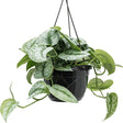 Black Friday - Reduceri Planta Curgatoare (Scindapsus) Pictus Trebie - 25 cm Promotie