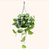 Planta Curgatoare (Scindapsus) Pictus Trebie - 50 cm - VERDENA-50 cm inaltime, livrat in ghiveci de 4 l