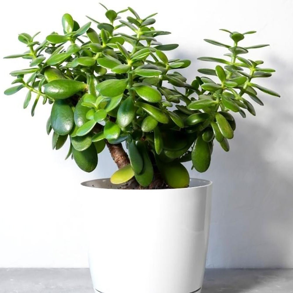 Planta de jad ( Crassula ovata ) - 21 cm - VERDENA-21 cm la livrare, in ghiveci de Ø 15 cm