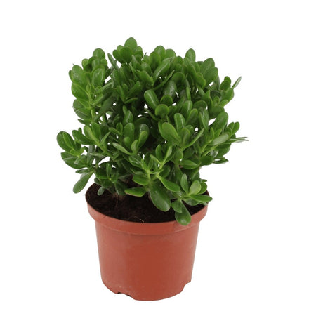 Planta de jad ( Crassula ovata ) - 21 cm - VERDENA-21 cm la livrare, in ghiveci de Ø 15 cm